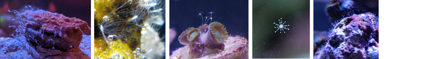 Image of Hydroids